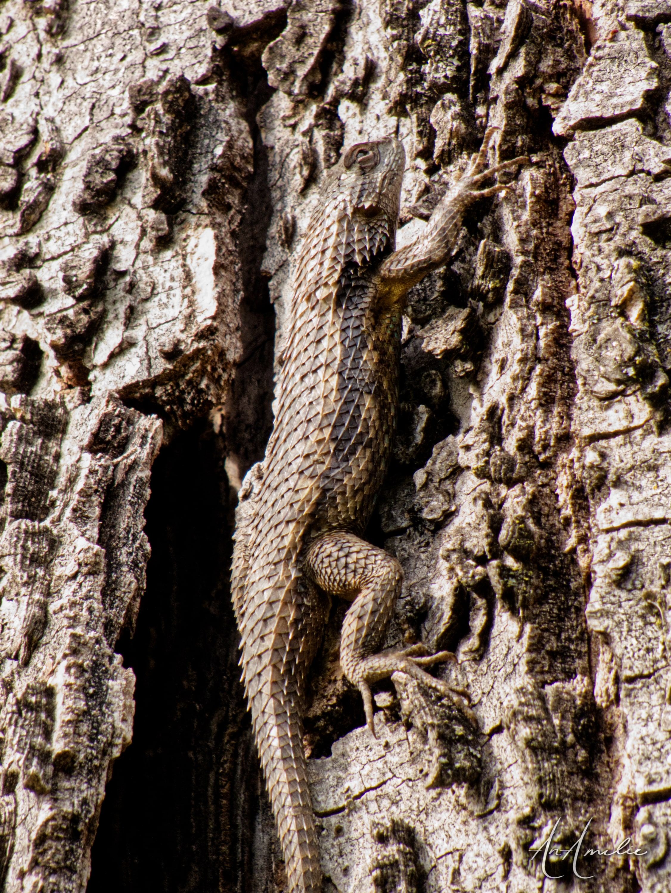A spiny lizard stretched along the edge of a dark crevice in a tree trunk.