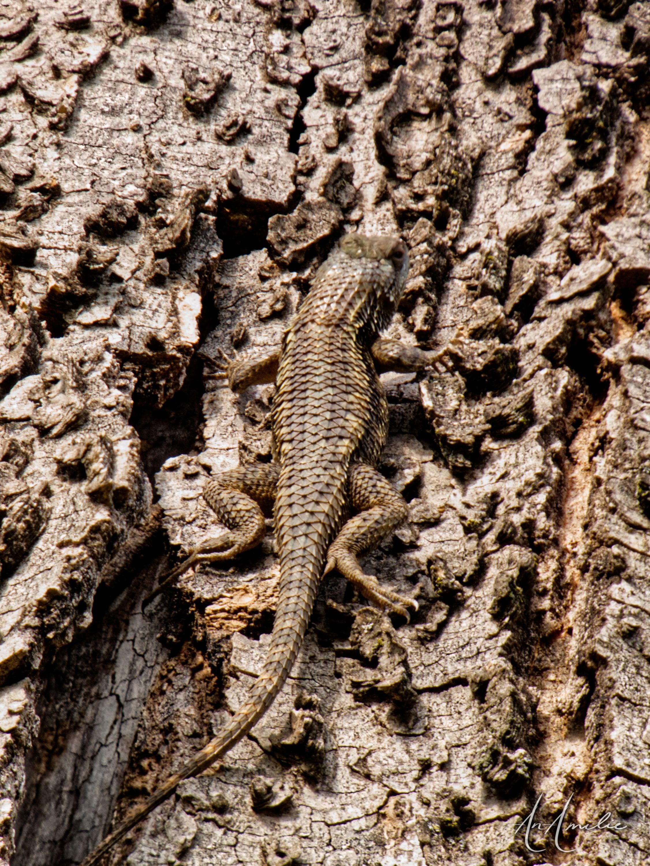 A spiny lizard heading down a tall trunk of cracked, blocky bark.