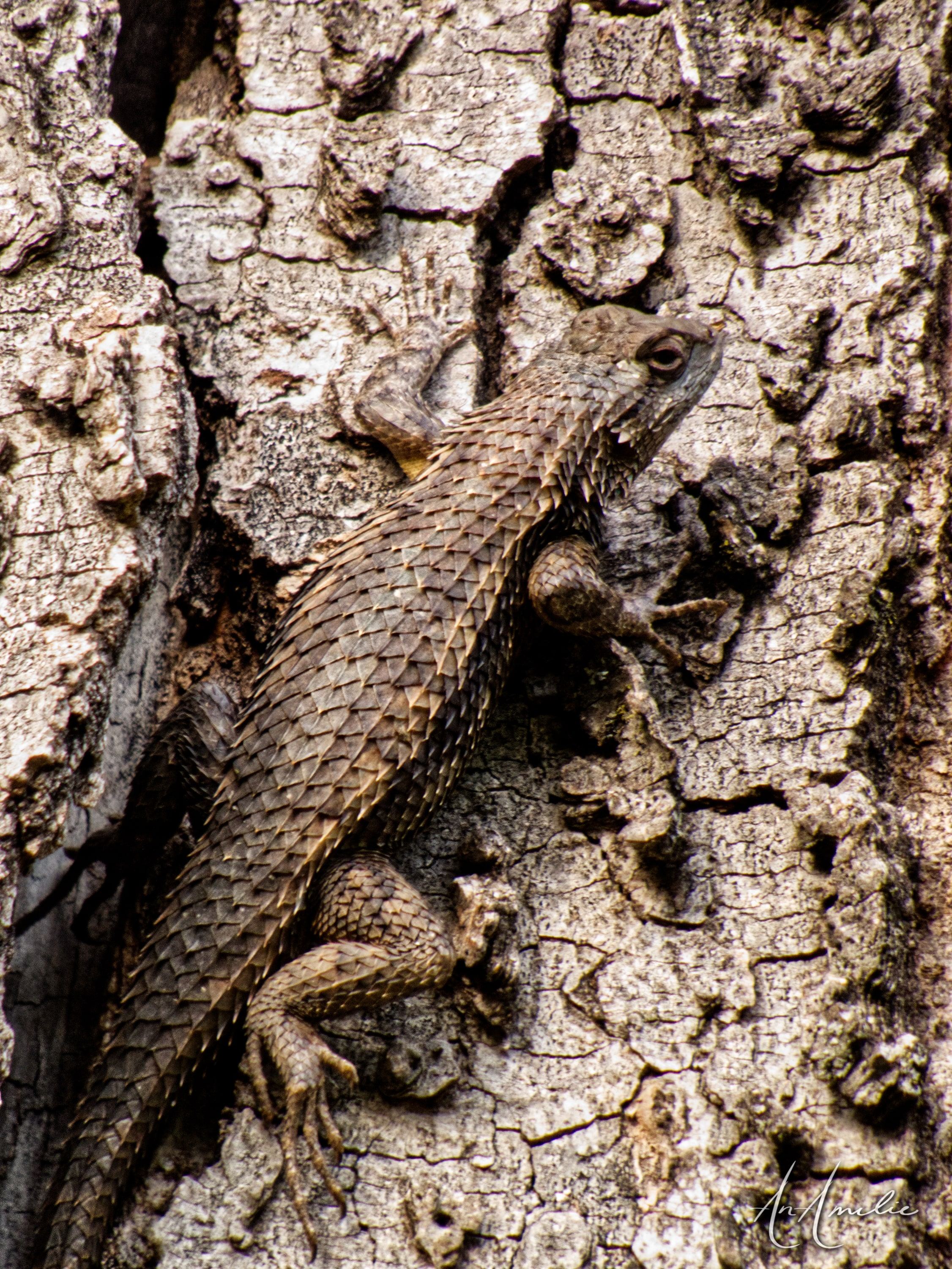 A spiny lizard resting head-down on gray, deeply textured bark.