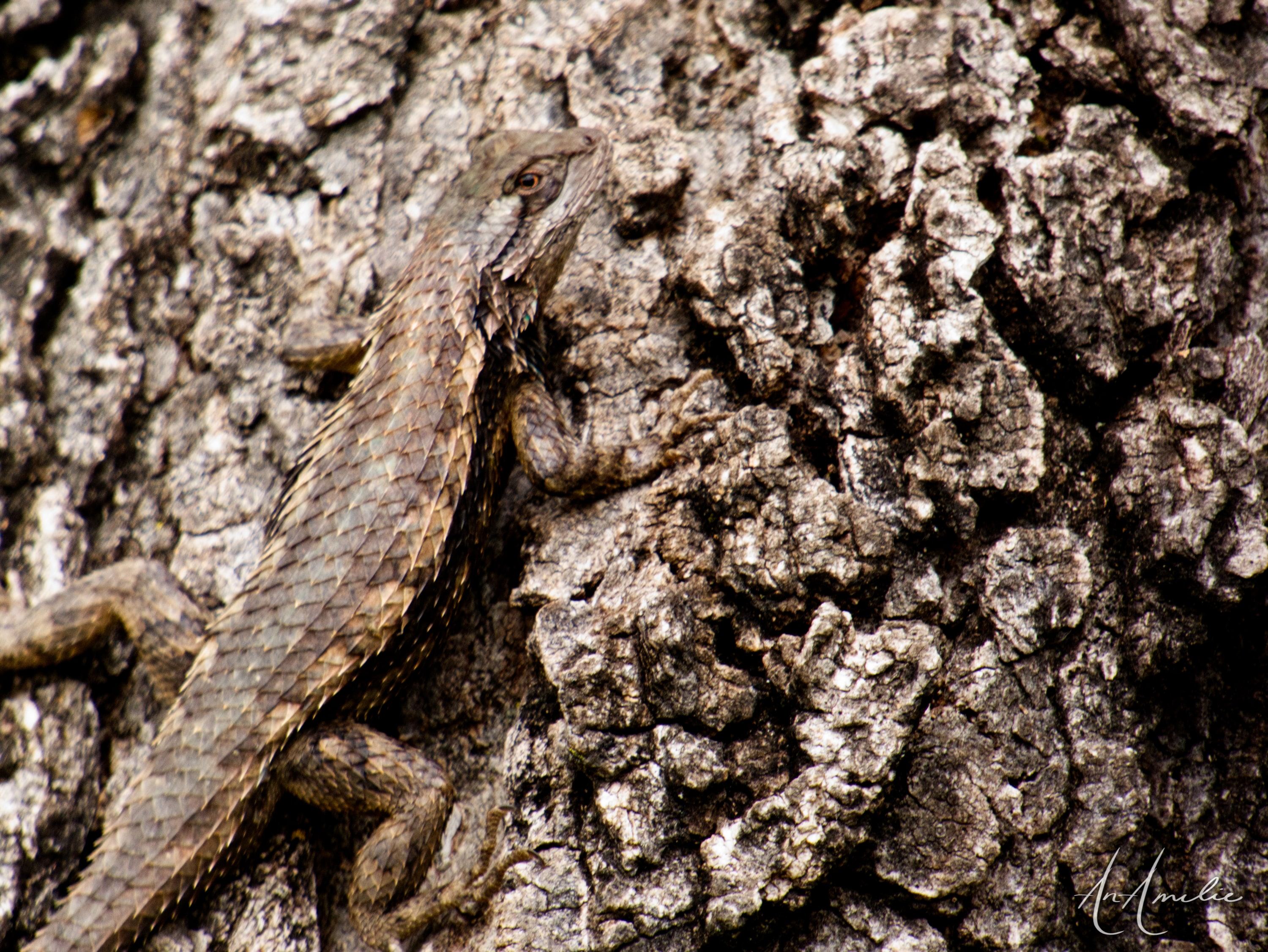 A spiny lizard lies flat on gray bark, its scales nearly matching the texture of the tree.