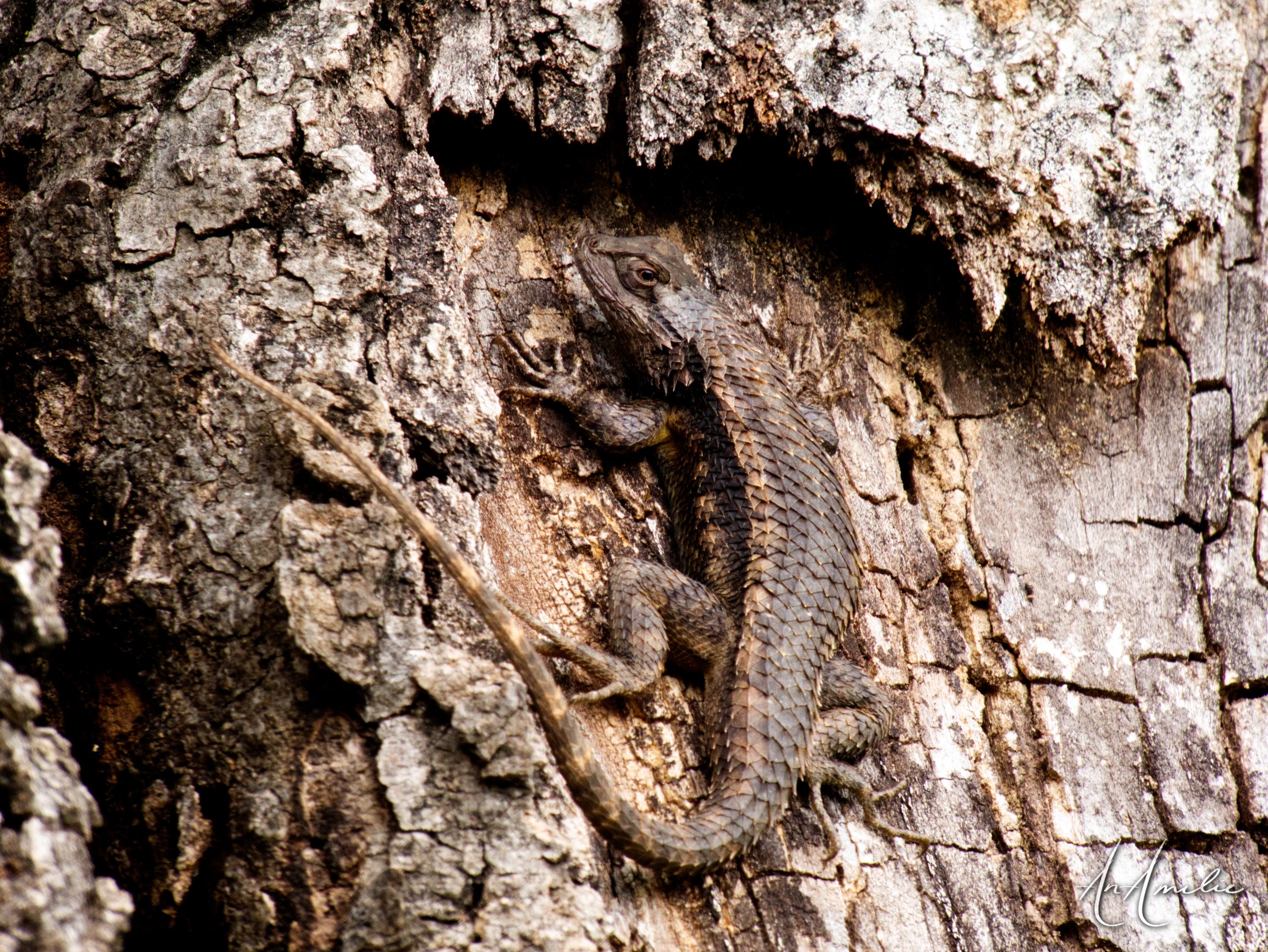 A spiny lizard curled inside a shallow hollow in a tree trunk, surrounded by thick bark.