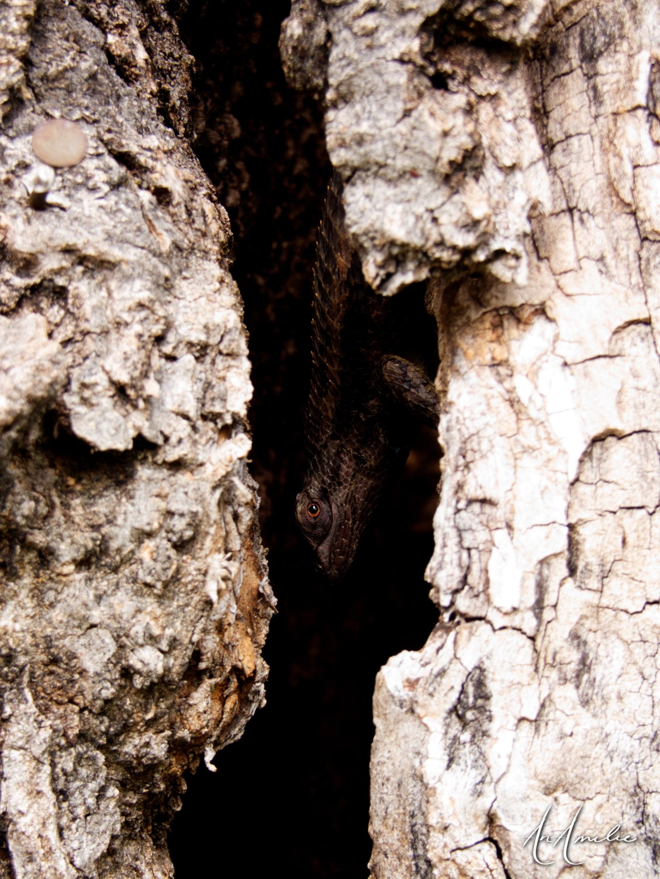 Close view of a split tree trunk with deeply furrowed pale bark around a dark hollow.