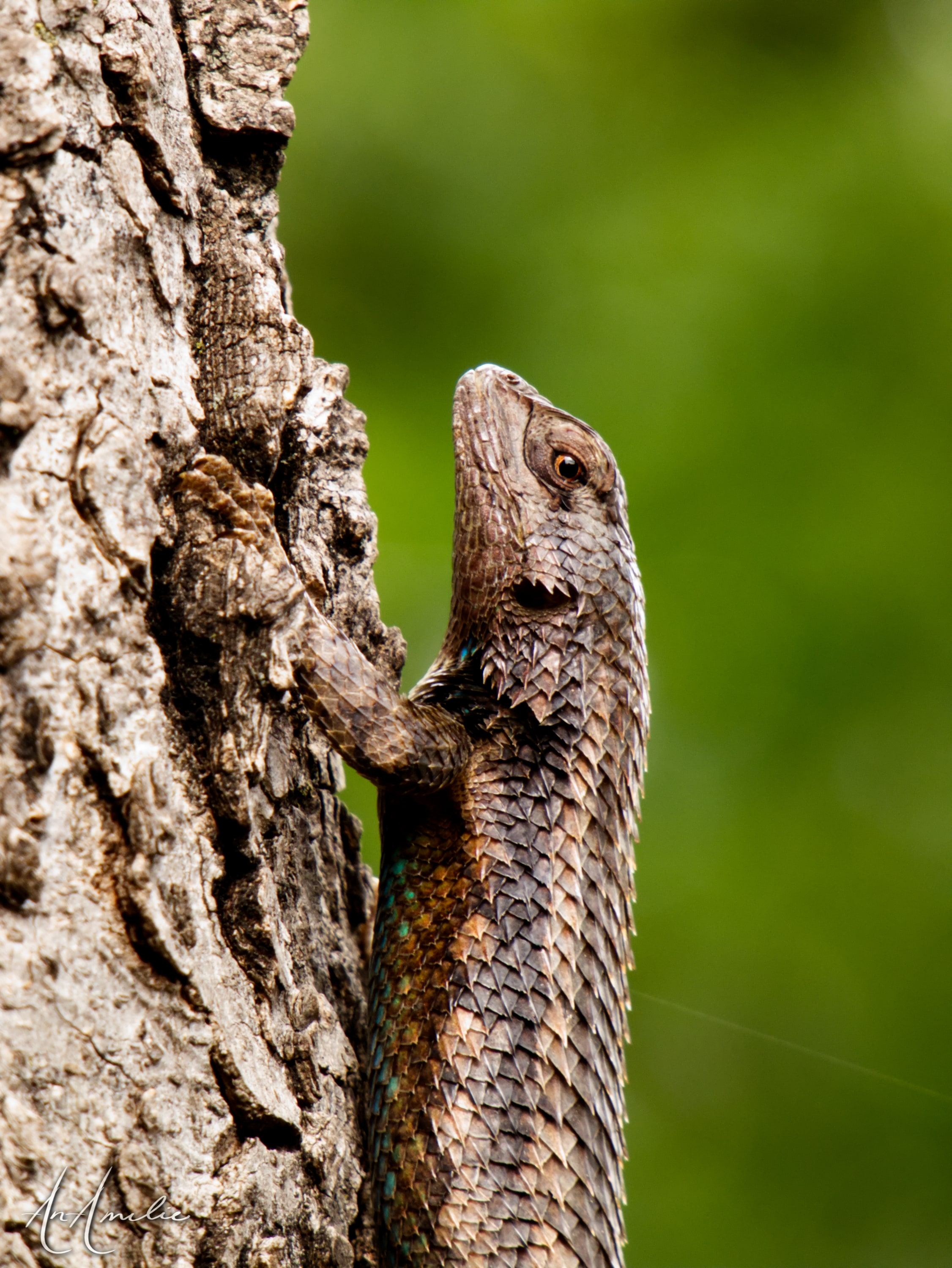 A spiny lizard clings to rough tree bark, head raised, against a soft green background.