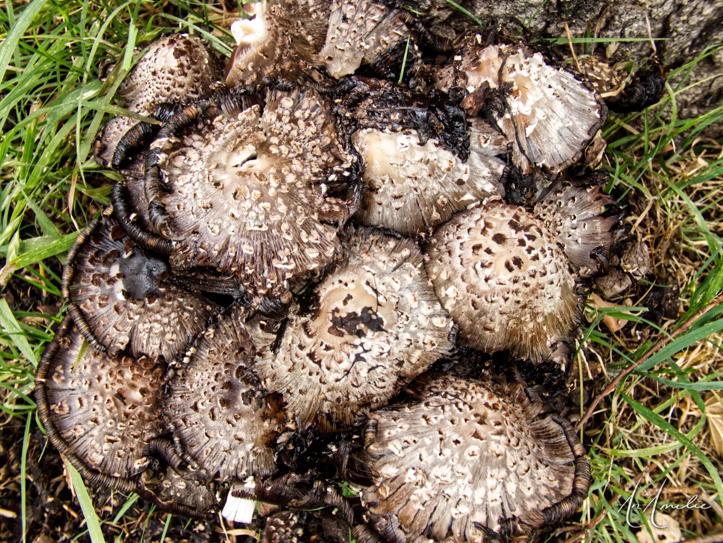Seen from above, a dense cluster of round, speckled brown mushroom caps in the grass.