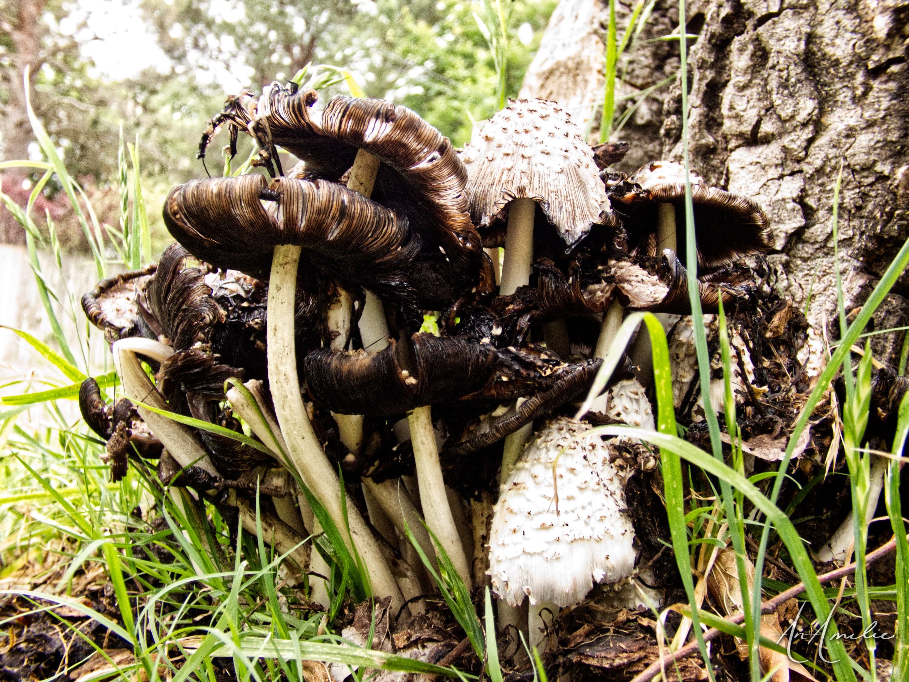 Side view of dark inky cap mushrooms with tall pale stems among grass beside a tree.