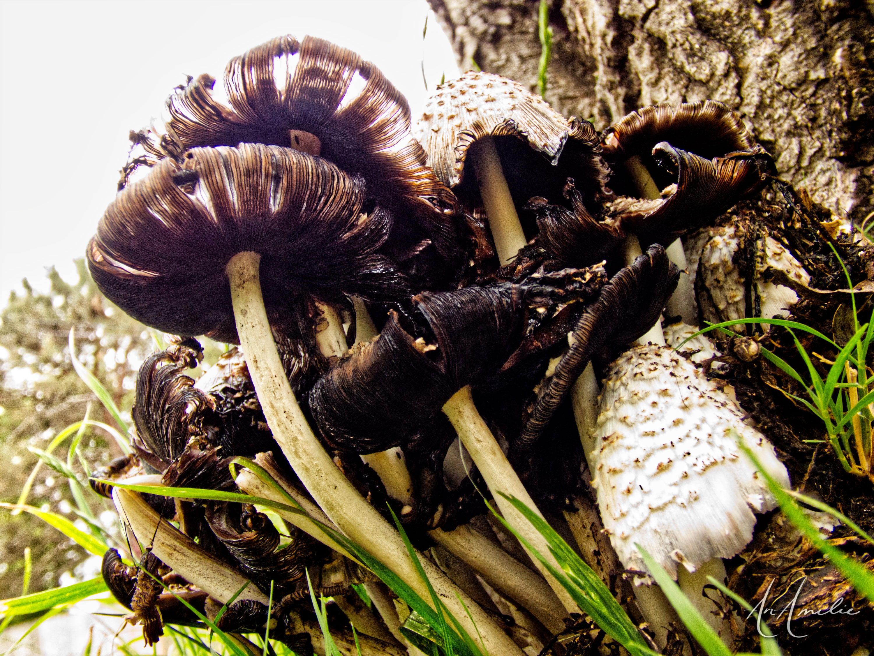 A cluster of dark, curling inky cap mushrooms and one pale shaggy cap growing from grass at the base of a tree.