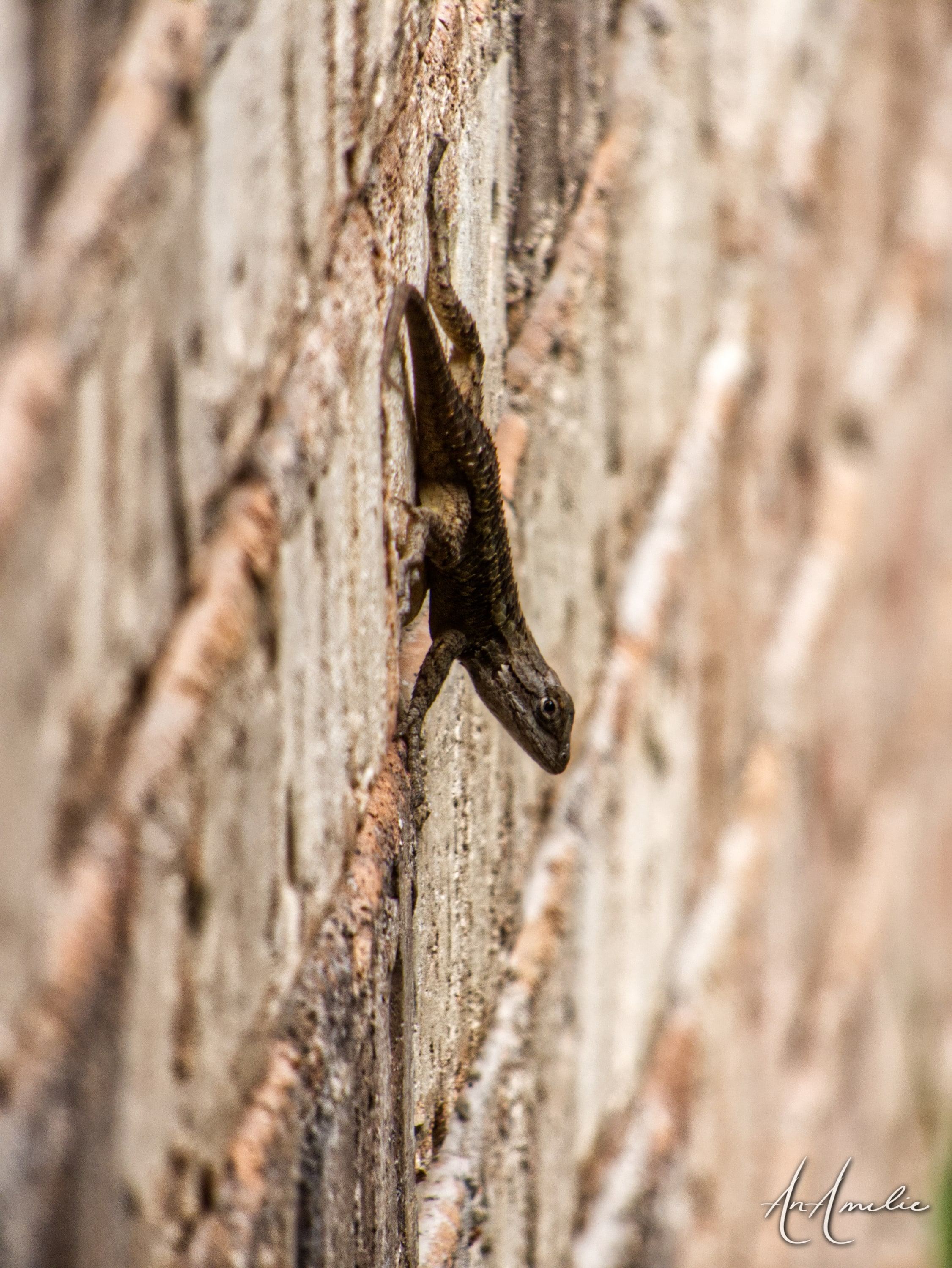 A dark lizard on a weathered, finely grooved wooden surface, the background falling out of focus.