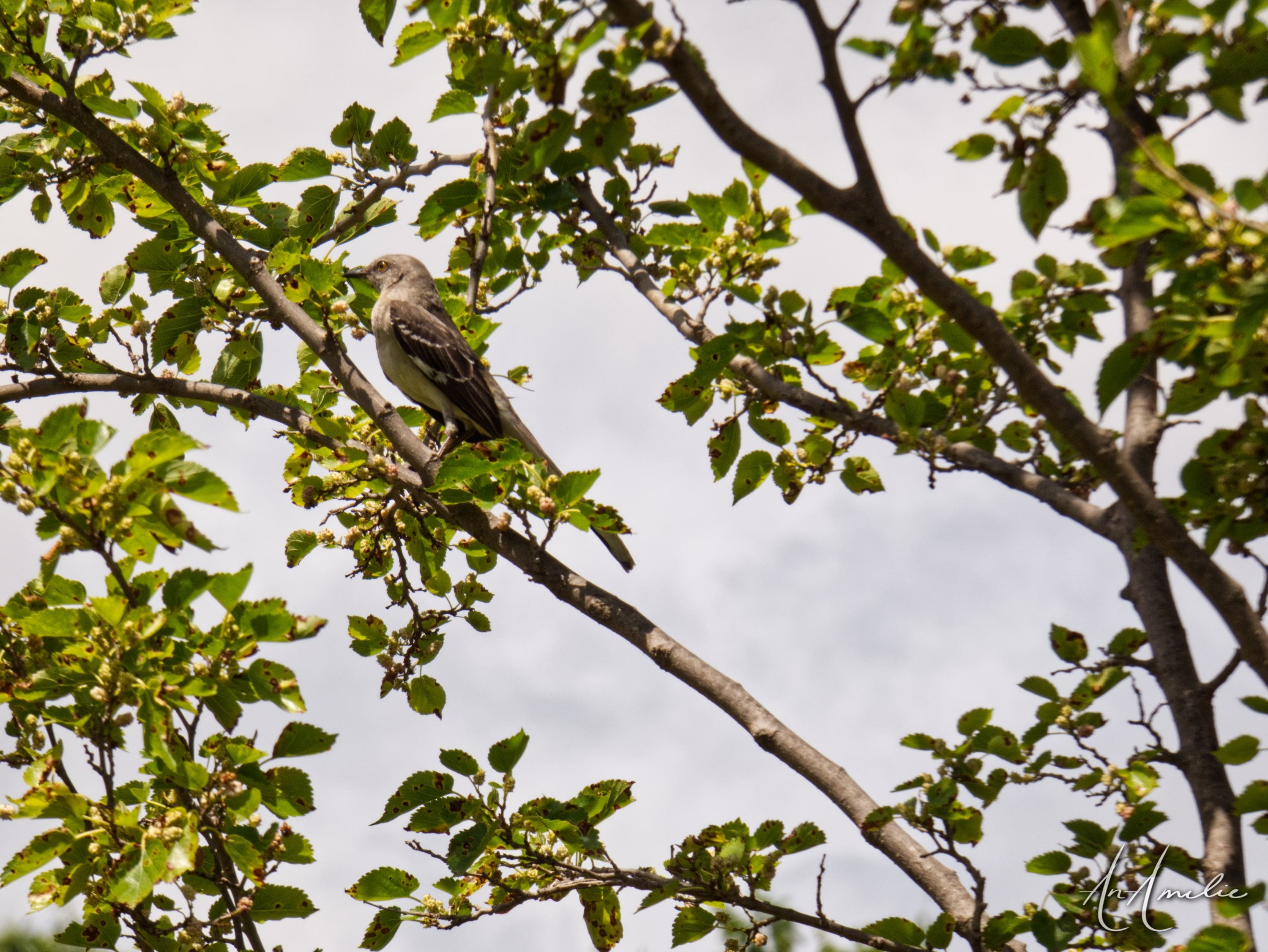A small gray bird perched among leafy branches against a pale overcast sky.