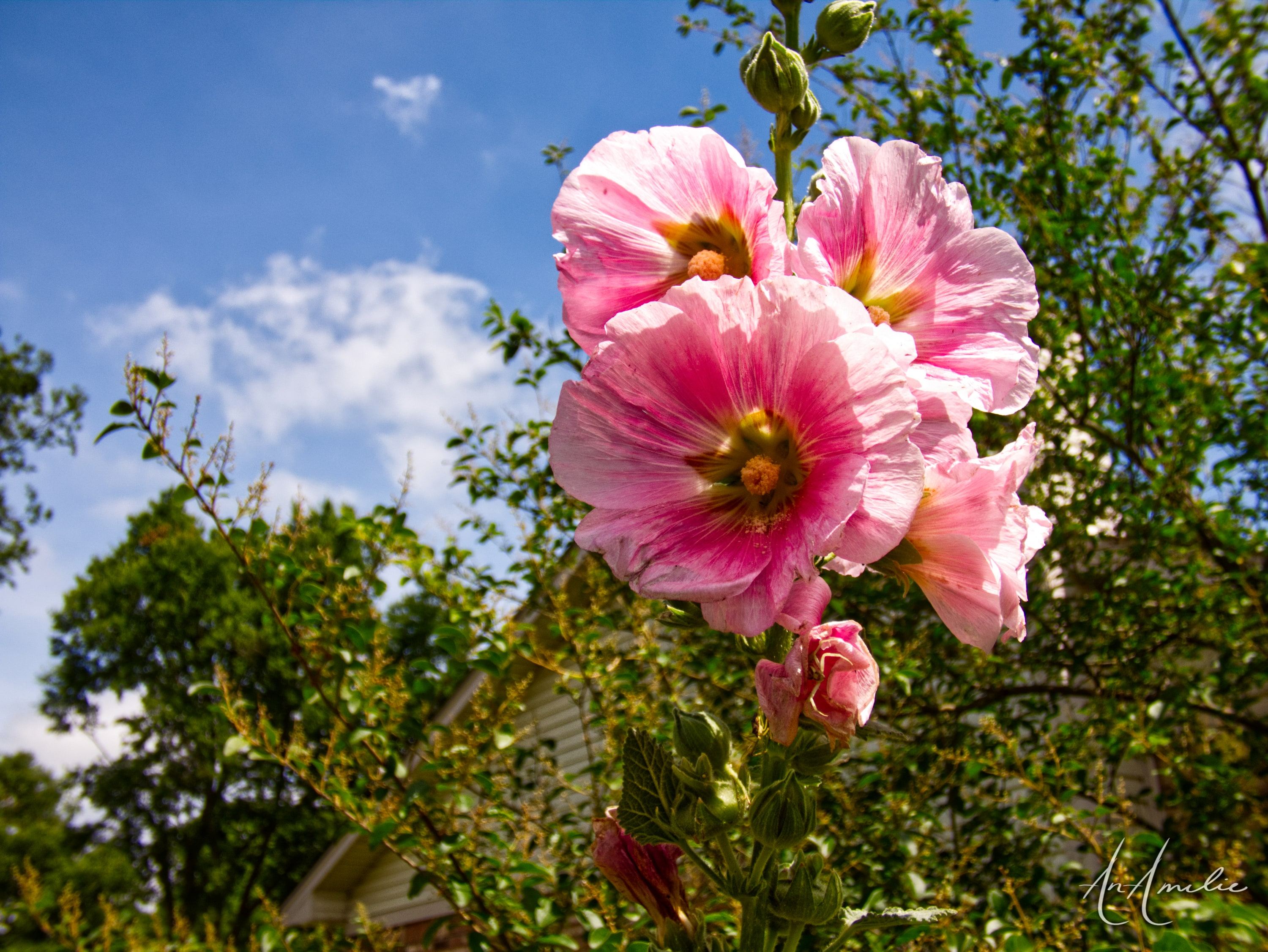 Bright pink hollyhock flowers in front of green trees and a blue sky with small clouds.