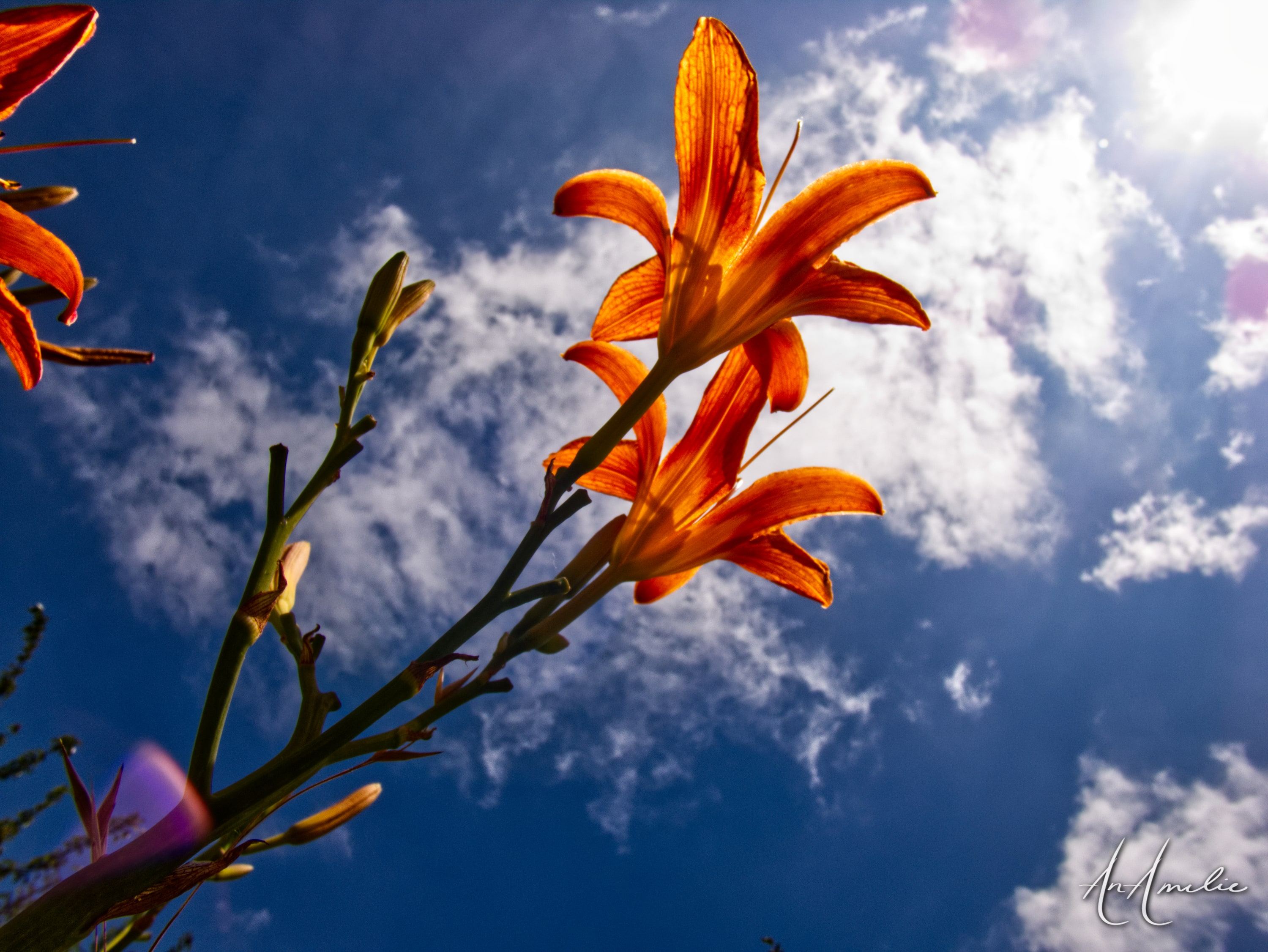 Orange daylilies on a slender stem, seen from below against a deep blue sky with white clouds.