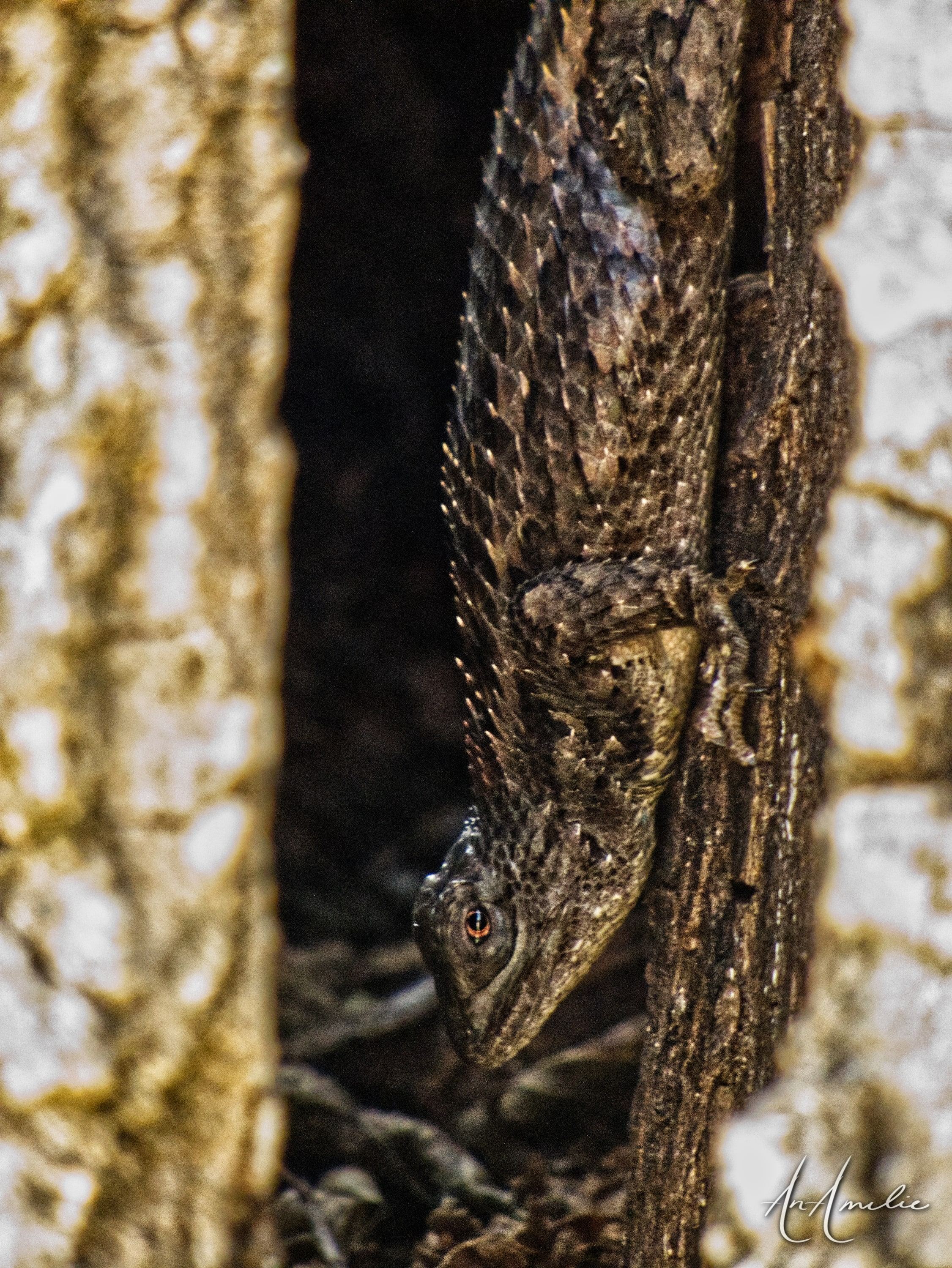 Tight close-up of a spiny lizard on a trunk, its keeled scales in sharp focus.