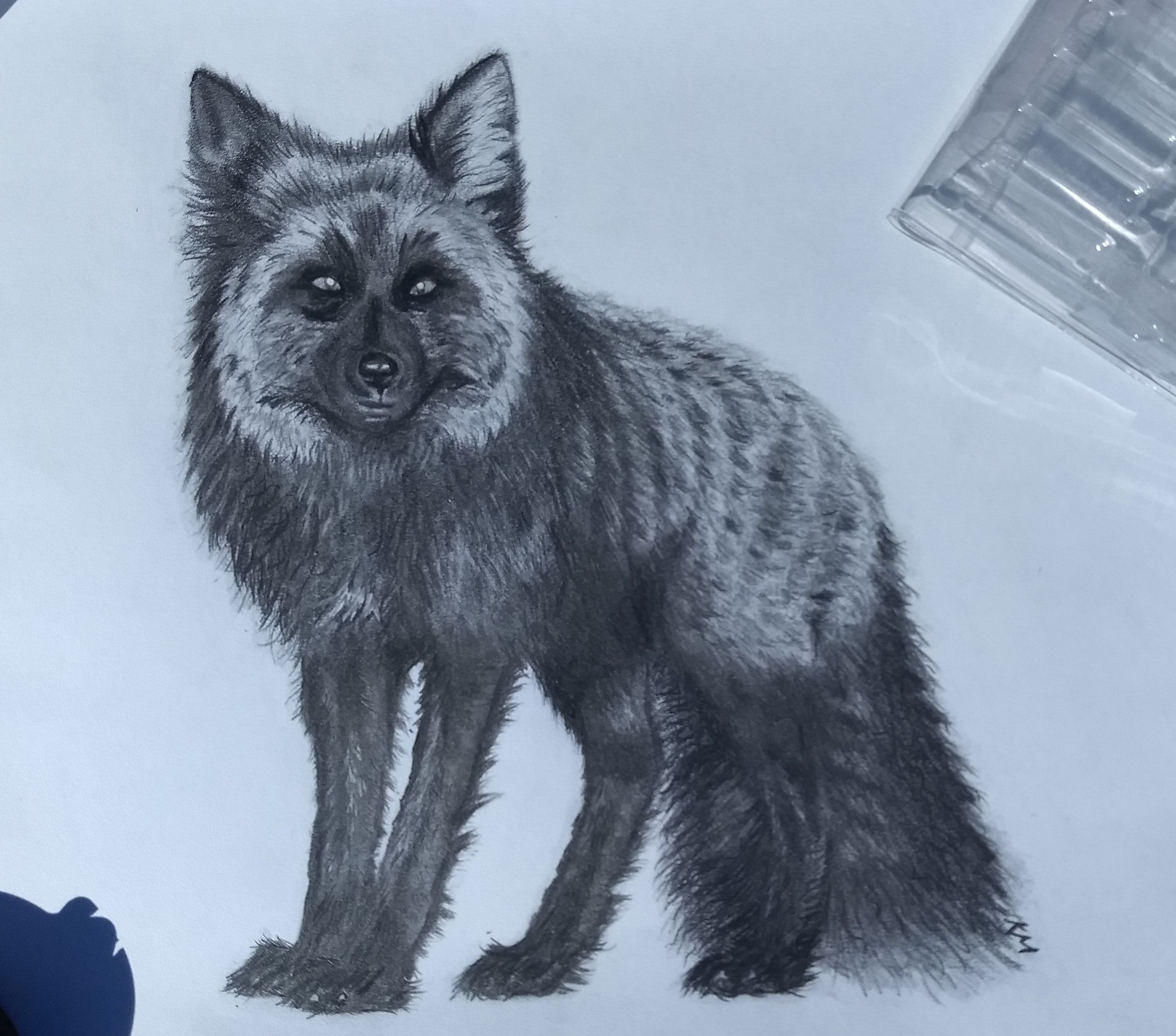 Detailed graphite drawing of a standing silver fox with thick dark fur.